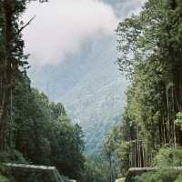 Alishan National Forest Recreation Area