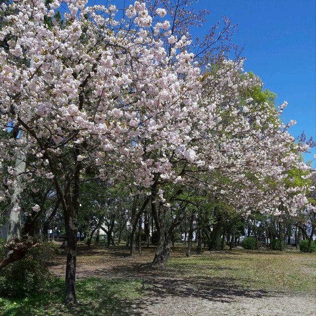 ศึกษาประวัติศาสตร์ @ Nagoya Castle