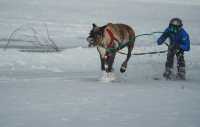 Reindeer appear, not just at Christmas.