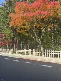 高野山——避開人流，和歌山縣的賞楓好地。