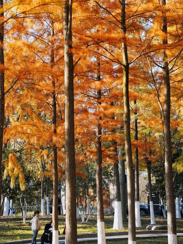 真紅了！合肥四季花海紅杉林這時美成油畫！。