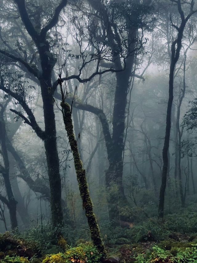 "爆紅"的哀牢山，到底是什麼山？