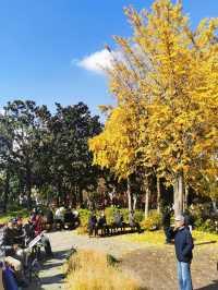 漫步城市林間秋色~和平公園