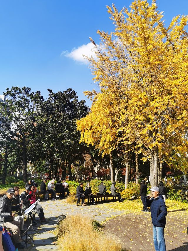 漫步城市林間秋色~和平公園