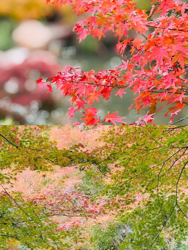 上海延中綠地附近冷門公園已美到封神附路線