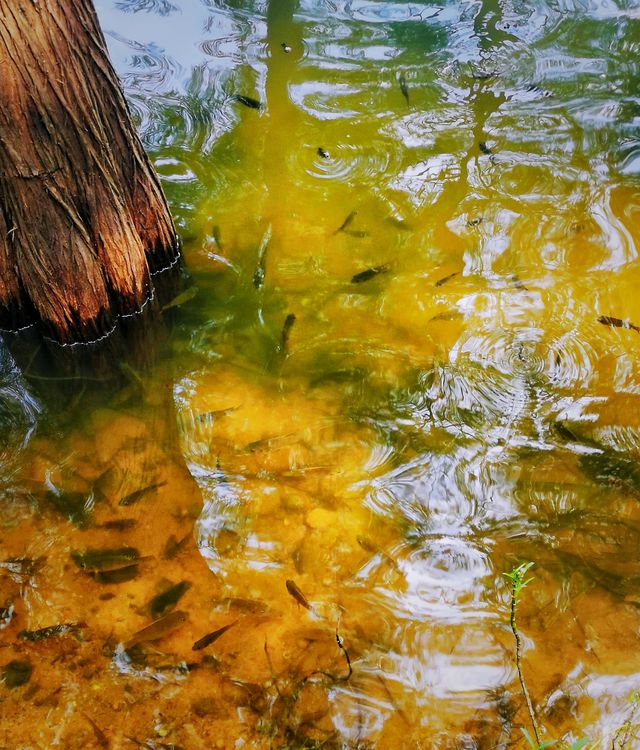 聚芳園·麓湖｜新年登高處