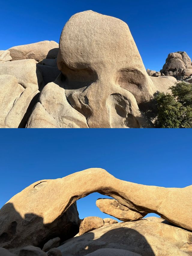 約書亞樹國家公園 | Joshua tree