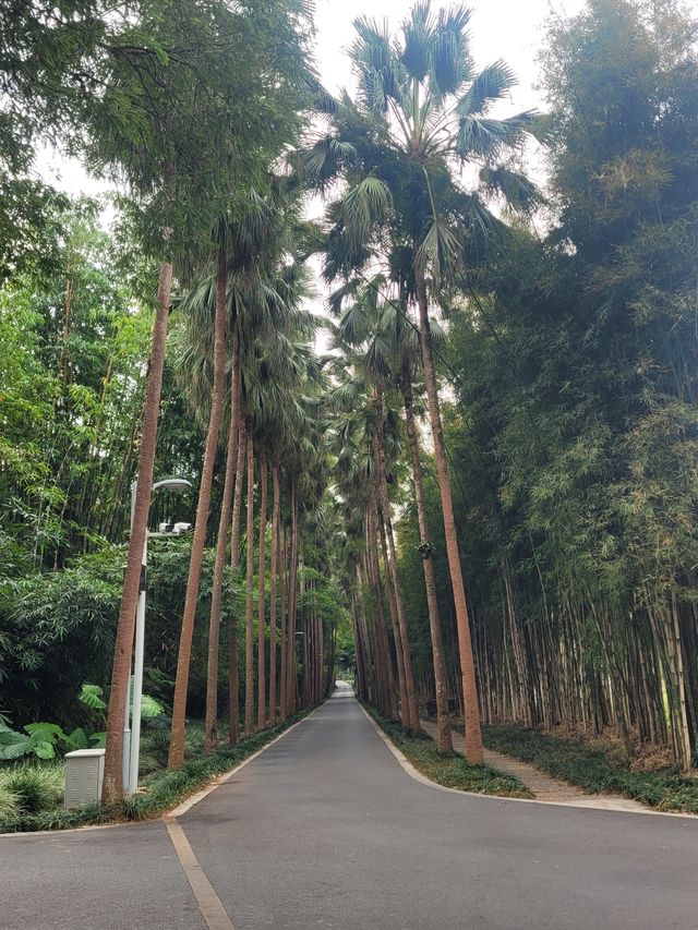 中科院熱帶植物園