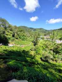 Scenic view of the lush green tea