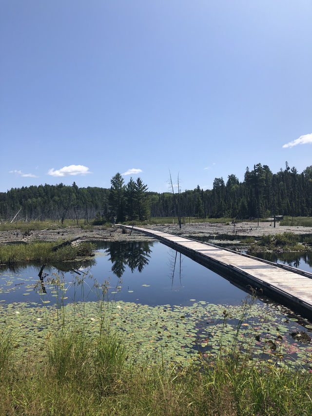 Beaver Pond in Lake Temagami, Ontario, Canada 🇨🇦