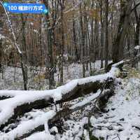 賞楓途中遇到雪！白雪覆蓋的夢幻蔦溫泉