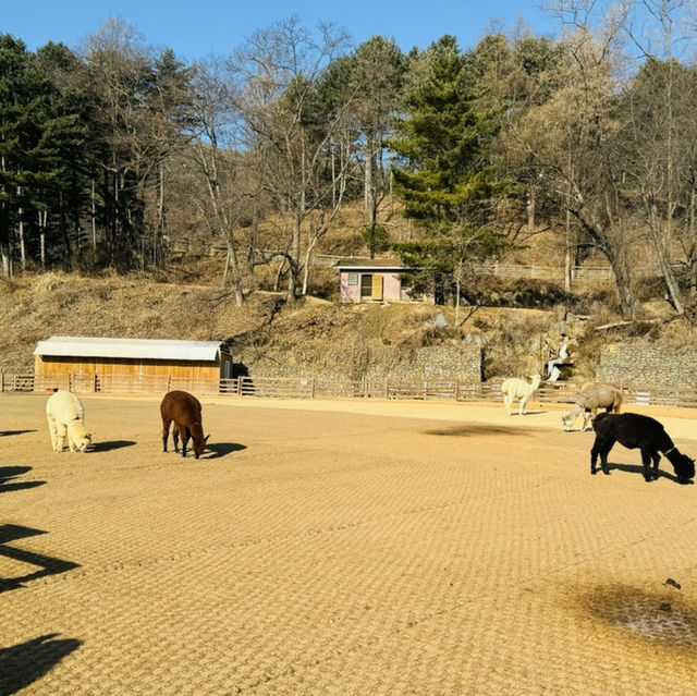 Alpaca World