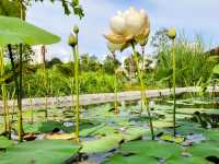 星和園遊記：新加坡的隱秘花園 