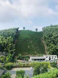 竹林茶園，如入幽谷—安吉老莊山居