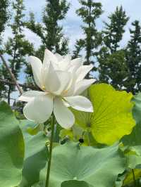 上海青西郊野公園｜上海避暑的水上自然園與綠野仙蹤