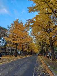 札幌北海道大學楓紅景色。