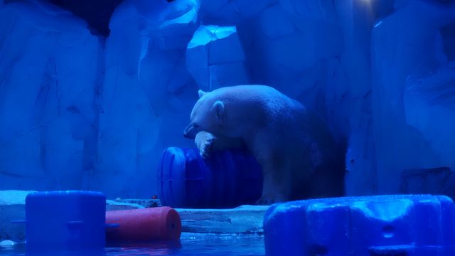 上海海昌海洋公園探秘之旅