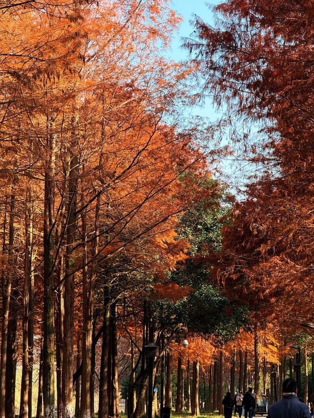 西溪濕地紅杉 | 美得像油畫