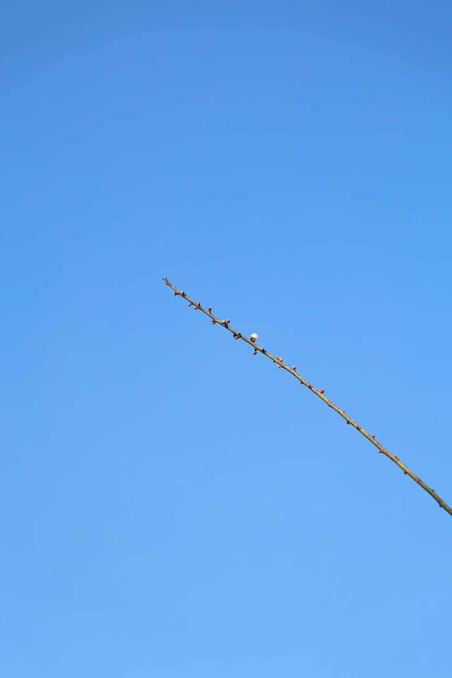 廣州 | 香雪公園的梅花怒放了(附路線)