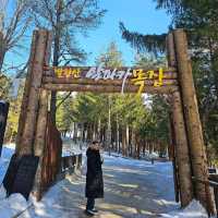 Winter Wonderland: Yongpyong Ski Resort's Delight