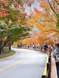 🍁 가을 단풍 명소 내장산국립공원