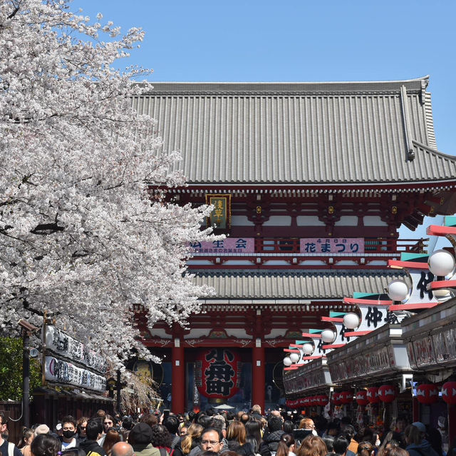 Sakura in Love Tokyo