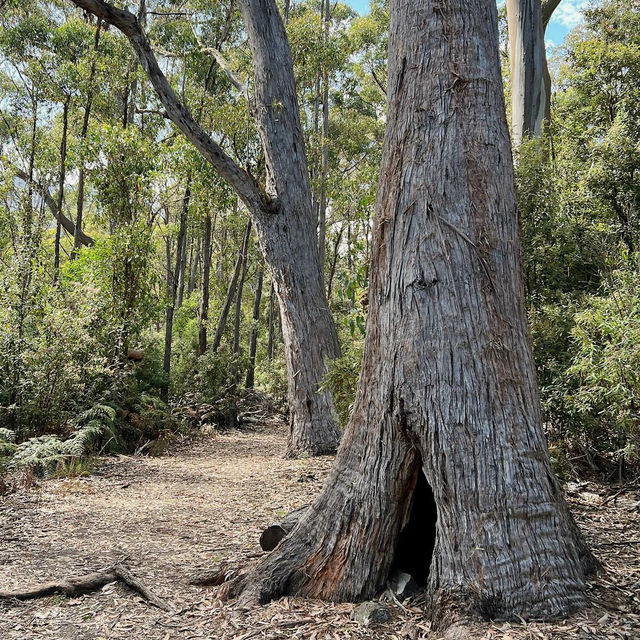 Exploring Maria Island National Park: A Journey Through Time and Nature