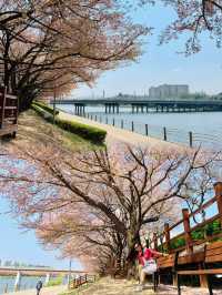 Spring Serenity: Walking Along Geumho River in Daegu