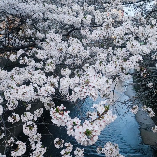 An alternative to overcrowded Meguro river