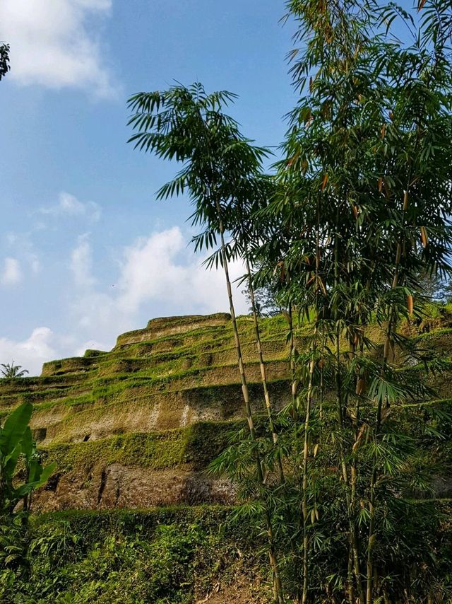 Bali rice terraces 