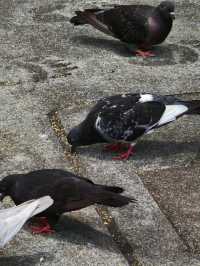 廣州動物園暢玩秘籍來啦