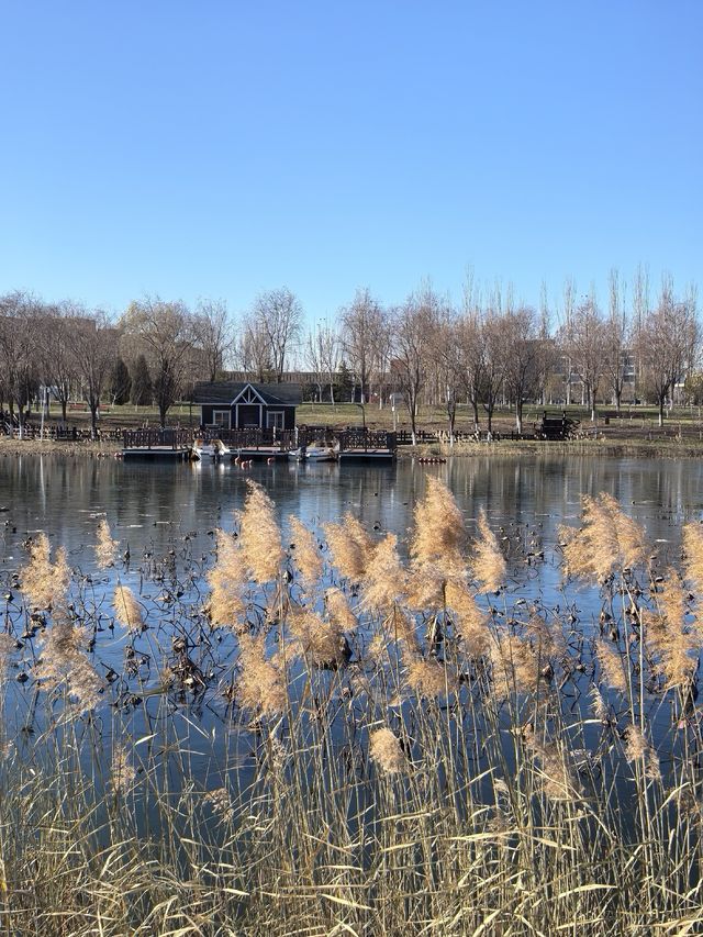 北京大興機場興旺公園冬日遛娃