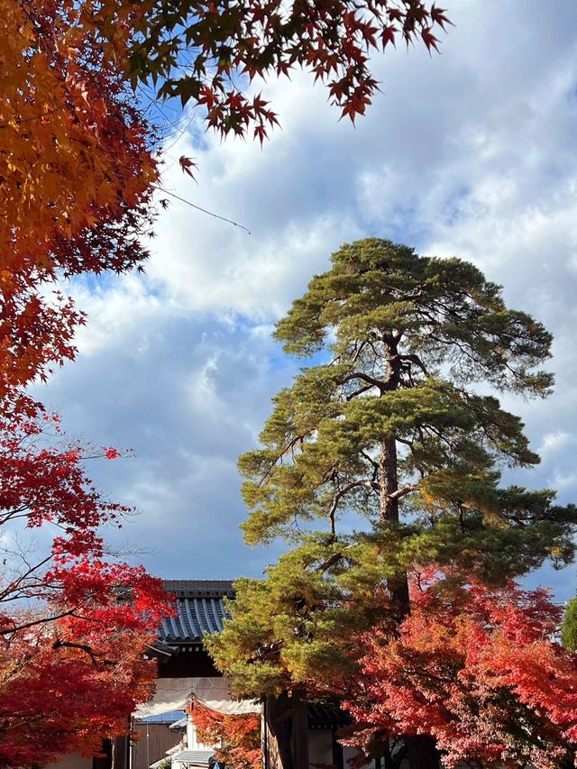 元旦邂逅日本 美如畫卷的旅行攻略