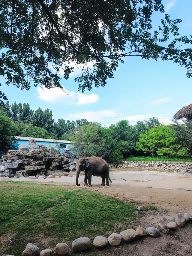 北京野生動物園