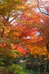 在棲霞山拍到了南京紅葉天花板