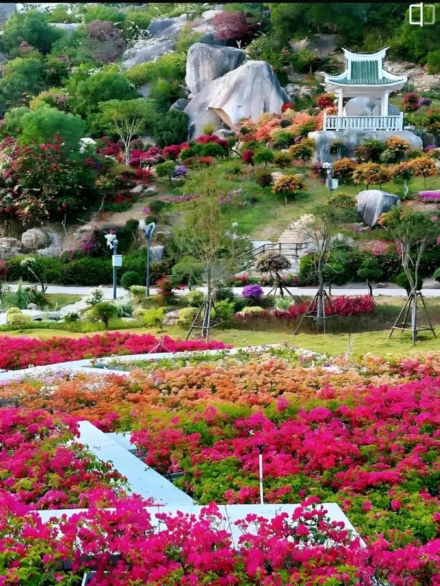 《廈門植物園｜繁花盛景，四季斑斕的生態畫卷