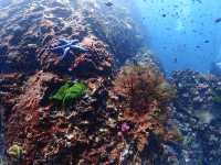 Liveaboard North Andaman 4 วัน 15 dive