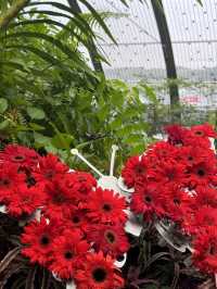 🇸🇬Do you know there’s a butterfly garden in Changi Airport?