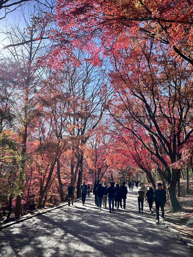 🇰🇷慶洲✈️世界文化遺產「佛國寺불국사」🍁