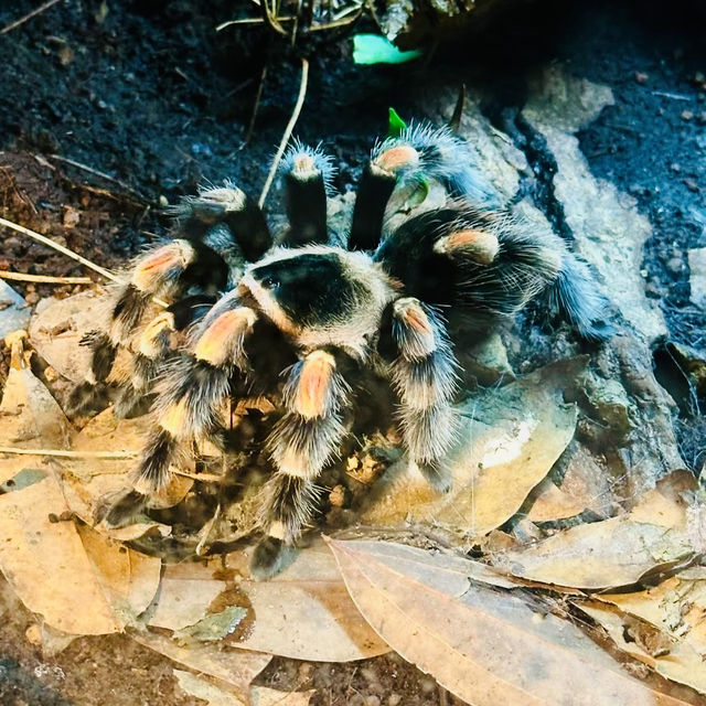 動物樂園的奇妙之旅 — 走進台北市立動物園