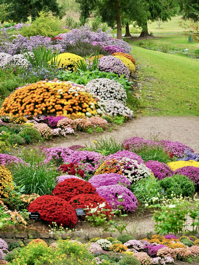 花海如詩：漫遊上海辰山植物園的春日記憶