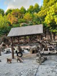 天氣正好，遛娃好去處——上海動物園。