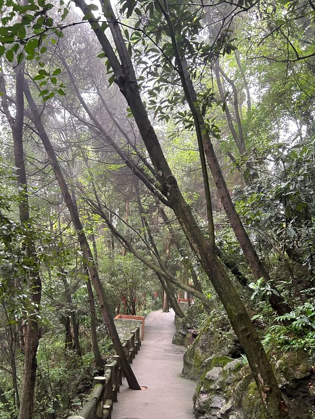 超舒適森林溯溪輕徒步。