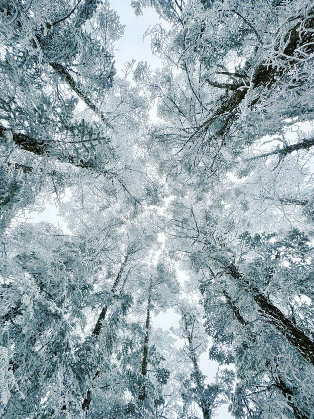 冬天第一場雪是在西嶺雪山看的，雪景太好拍了