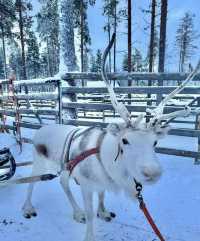 Discover Finland's Winter Wonderland with Santa Claus