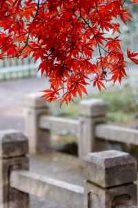 中山植物園紅楓崗，紅橙黃綠正美