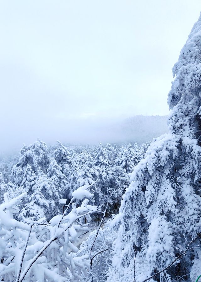 峨眉山的雪簡直封神了 | 冬季超詳細旅遊攻略