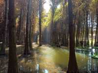 撈魚河公園——樹和鳥的樂土