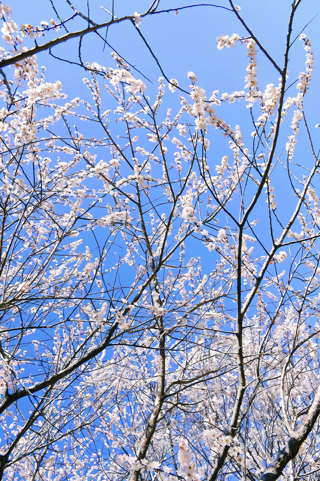 寶貝們，從化流溪香雪梅花節來啦！