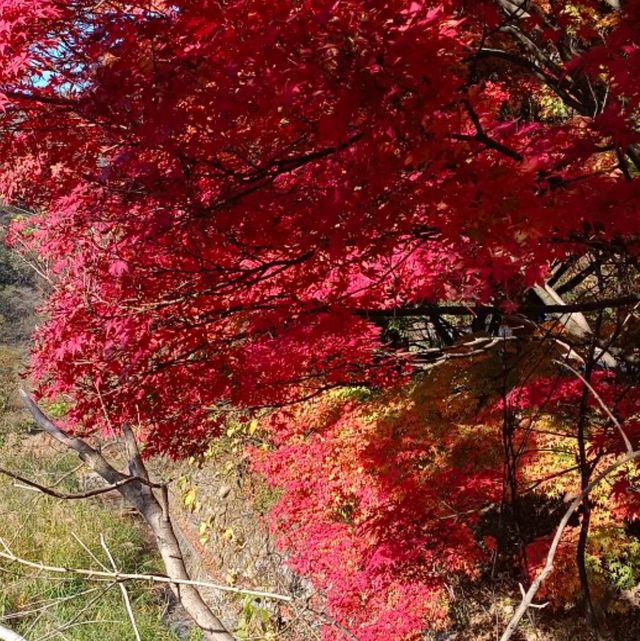 秋天韓國內藏山賞楓